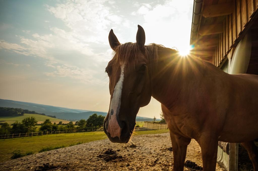 Landgasthof Dittersdorfer Hoehe Amtsberg ภายนอก รูปภาพ